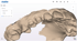 3D-Modell eines digitalen Zahnabdrucks in beige, angezeigt auf einem Computerbildschirm mit Aidite-Software.