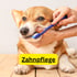 Eine Hand bürstet die Zähne eines braun-weißen Hundes mit einer blauen Zahnbürste. Gelber Kasten mit Text „Zahnpflege“.