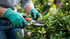 Gartenpflege mit Handschuhen und Astschere: Rückschnitt von Sträuchern für gepflegte Außenanlagen