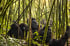 Trekkers with a mountain gorilla group, comparing gorilla trekking cost in Rwanda and Uganda