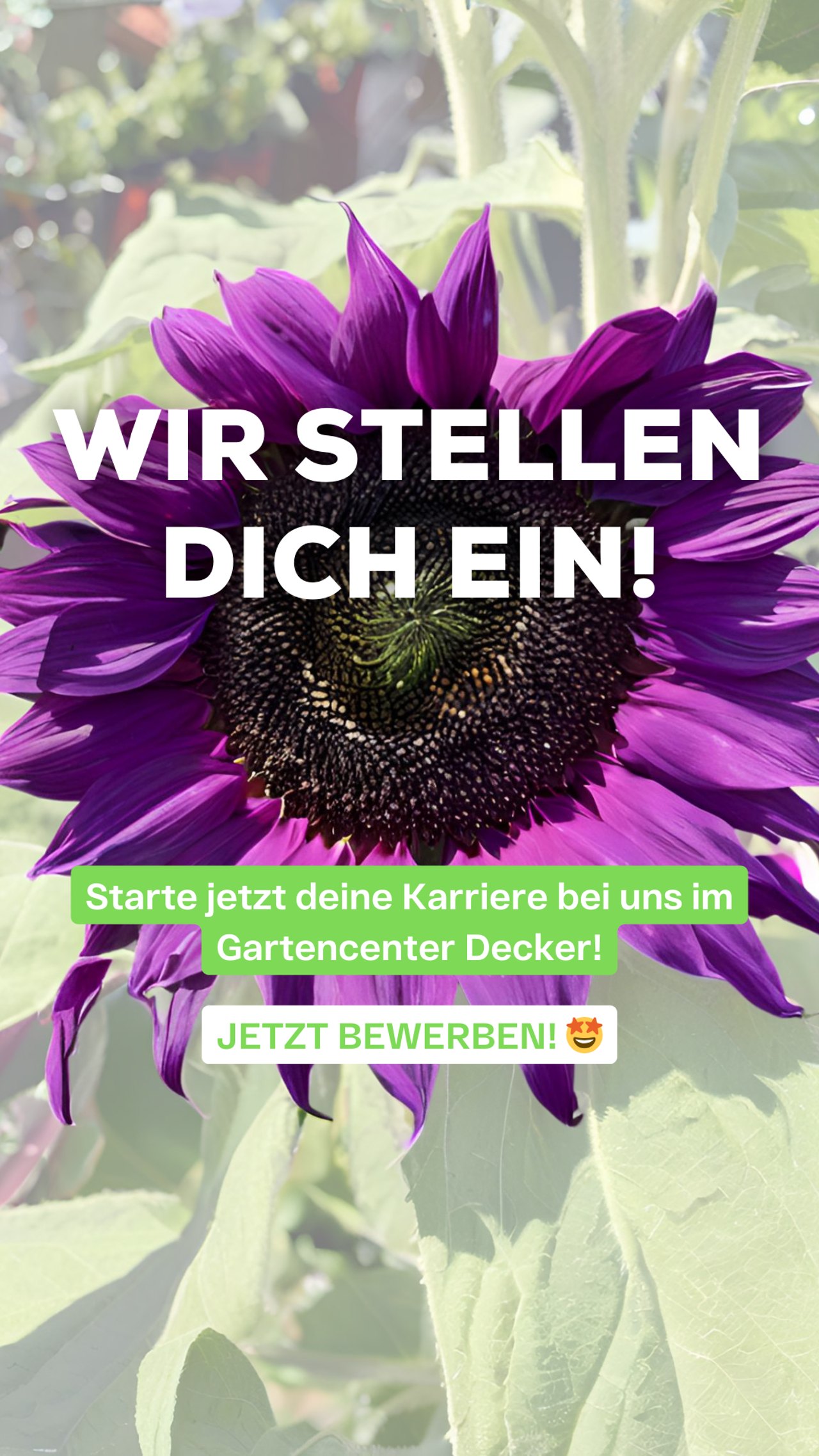 Recruiting-Anzeige Blumen Decker: Sonnenblume, „Wir stellen dich ein!“