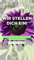 Lila Sonnenblume mit Text "WIR STELLEN DICH EIN! Starte jetzt deine Karriere bei uns im Gartencenter Decker! JETZT BEWERBEN!"