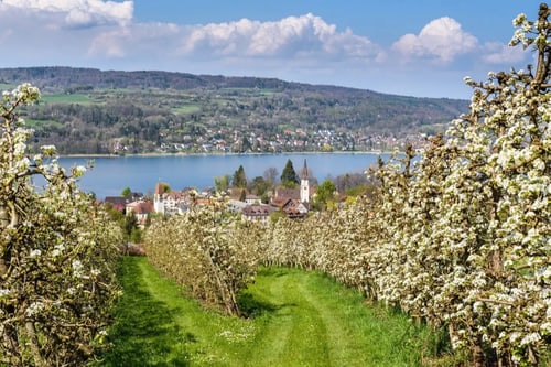 Heuschnupfen & Allergien