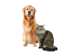 Ein sitzender Golden Retriever und eine grau getigerte Katze nebeneinander vor schwarzem Hintergrund.