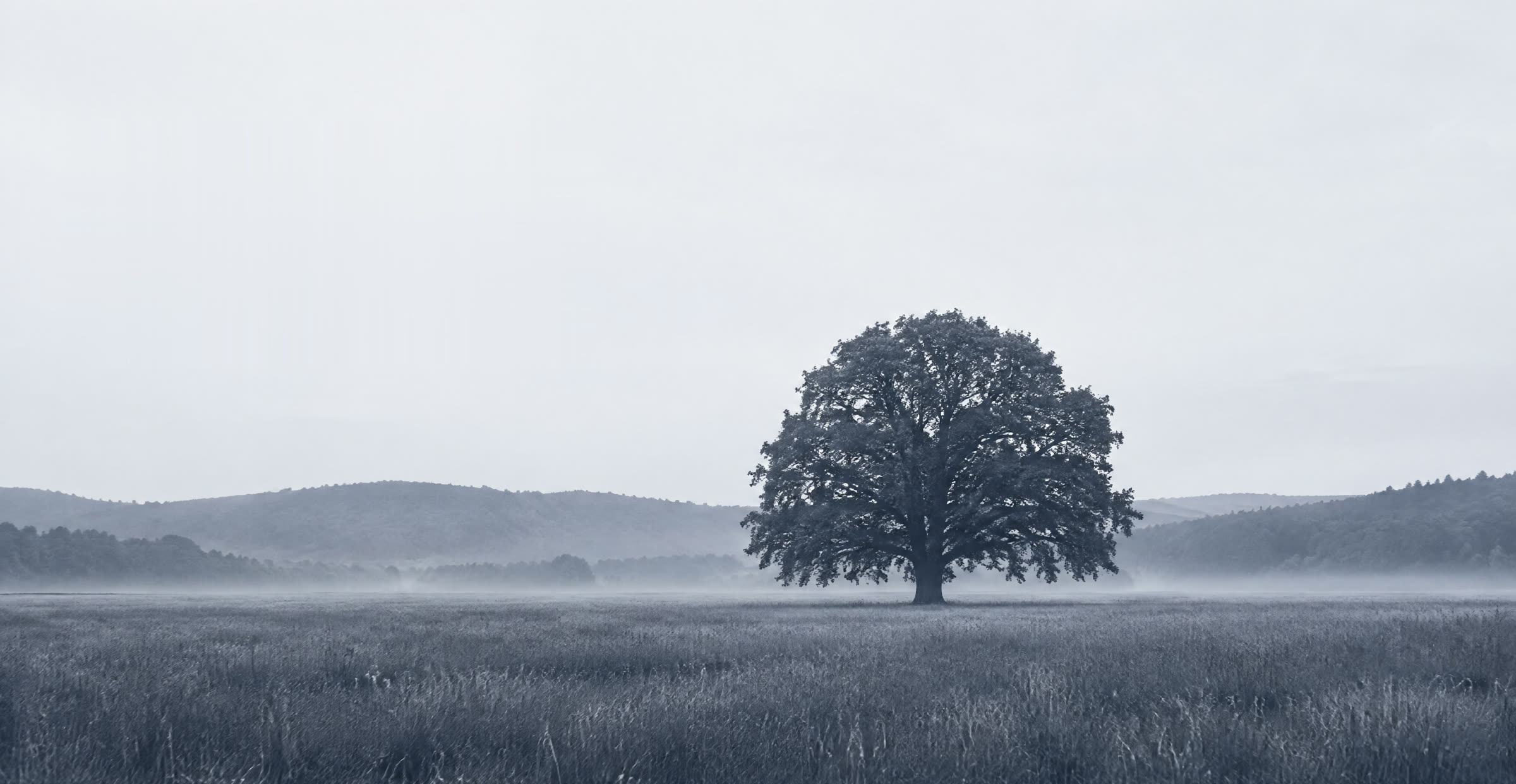 Eine einzelne alte Eiche auf einer Wiese im Morgennebel, dahinter bewaldete Hügel