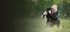 Lächelnde junge Frau sitzt auf einem Waldweg und hält einen schwarz-weißen Border Collie Welpen im Arm.