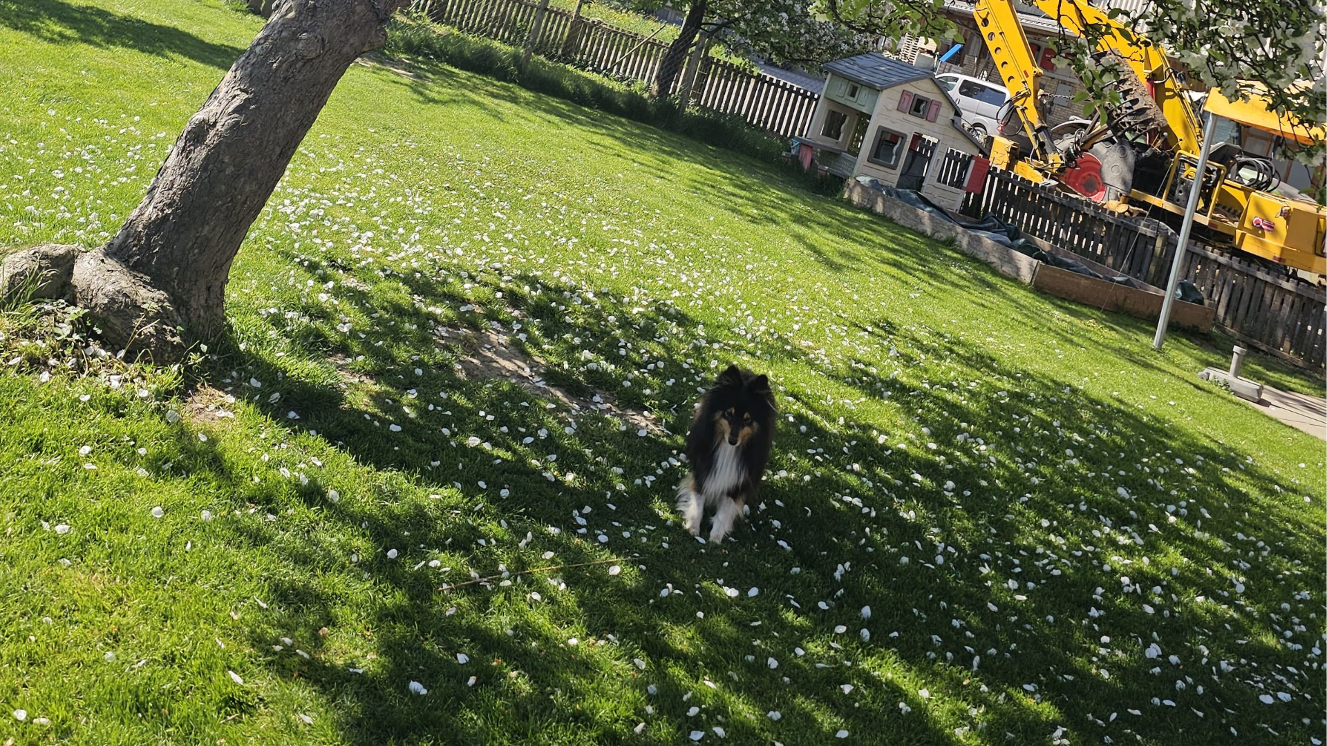 Nahaufnahme Hund