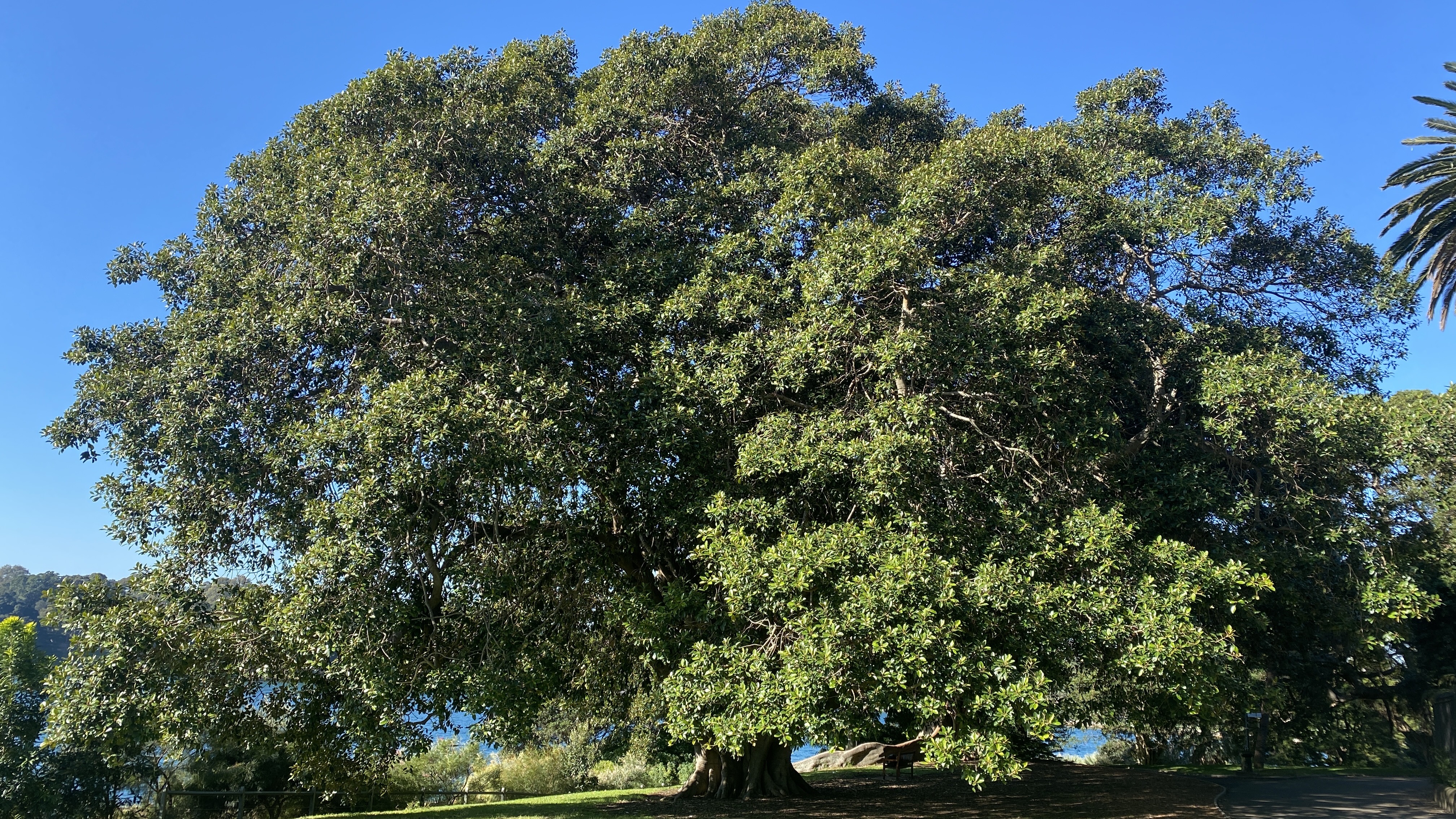 Grosser Baum als Sinnbild für die tragende Natur