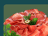 Dünne Scheiben Schinken als Blume angerichtet mit Oliven und Petersilie auf grünem Hintergrund.