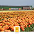 Tulpenfeld mit gelben und orangen Tulpen vor einem Gebäude mit dem Schriftzug "JUB HOLLAND".