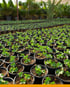 CultivaPlan Gartenbau
