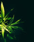 Bright green cannabis plant leaves against a dark background in Almora