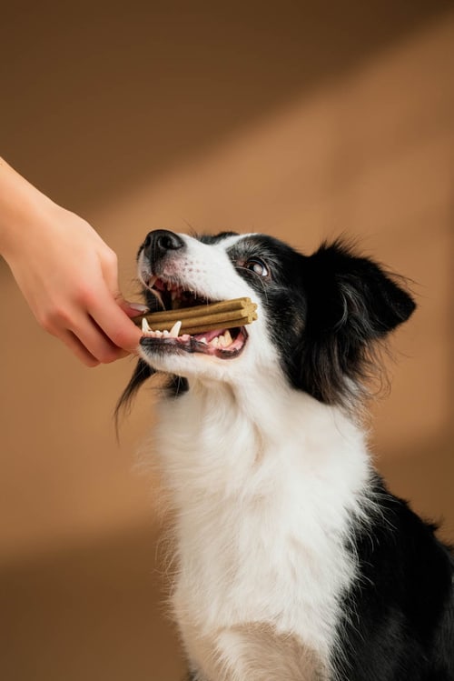 Haustier Produktfotografie – Hero Shot