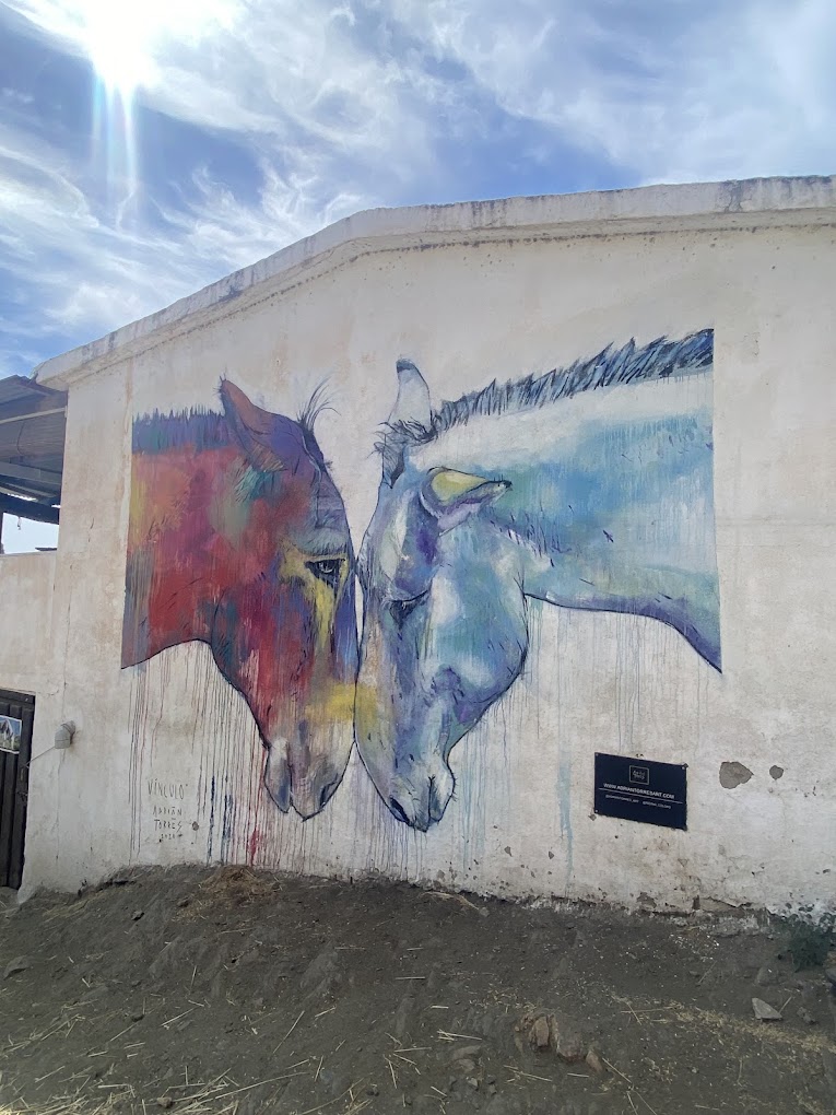 Donkey Dreamland in Mijas