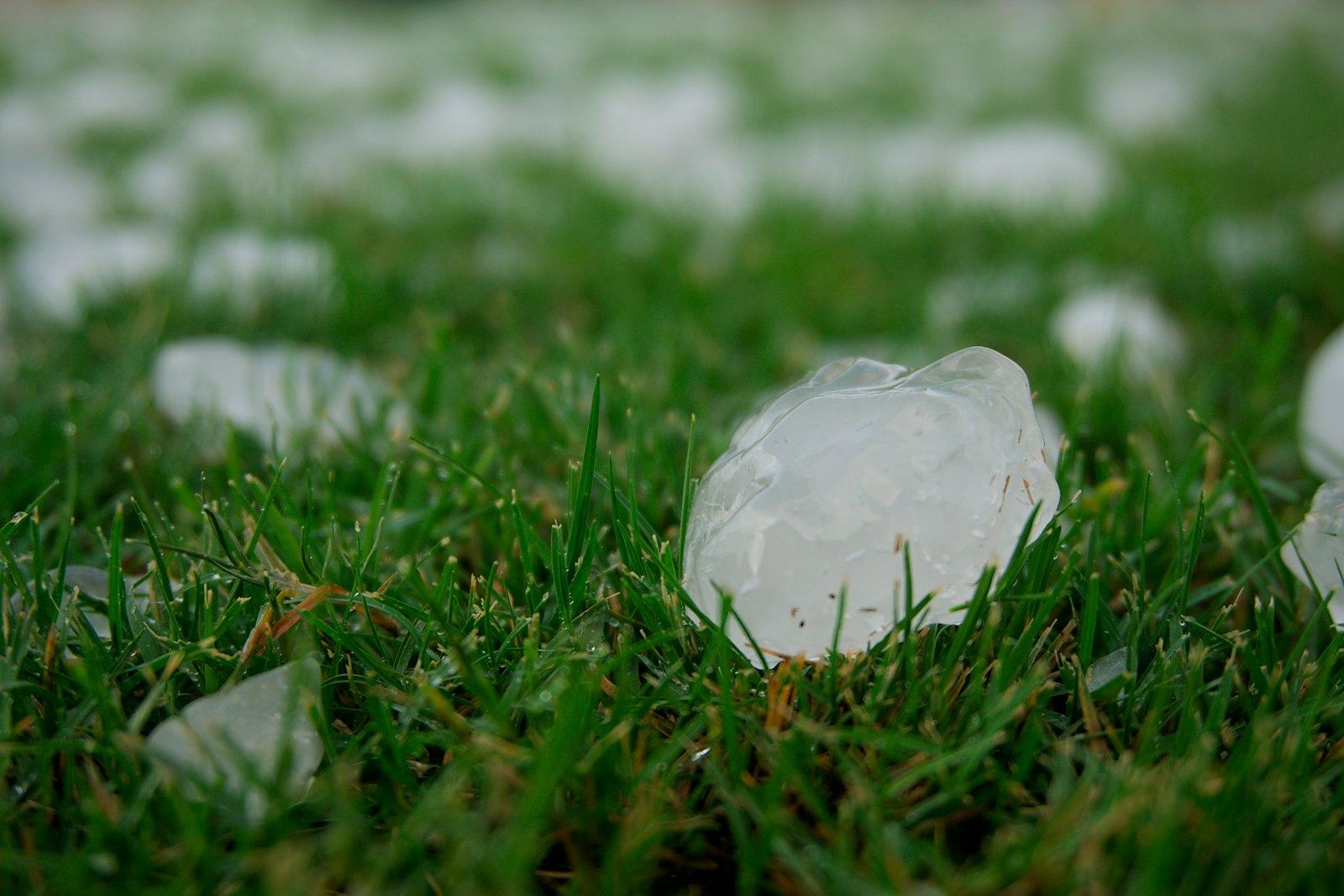 Hailstones scattered across a Fort Worth lawn after a storm, the first evidence in a roof insurance claim for hail damage in Texas