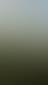Grüne, buschige Pflanzen mit schlanken Stämmen und kleinen Blättern vor hellem Himmel und einer Mauer.