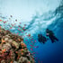 Zwei Gerätetaucher schwimmen unter Wasser an einem Korallenriff mit vielen kleinen orangefarbenen Fischen vorbei.