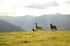 Schafe und Natur in Saalbach Hinterglemm