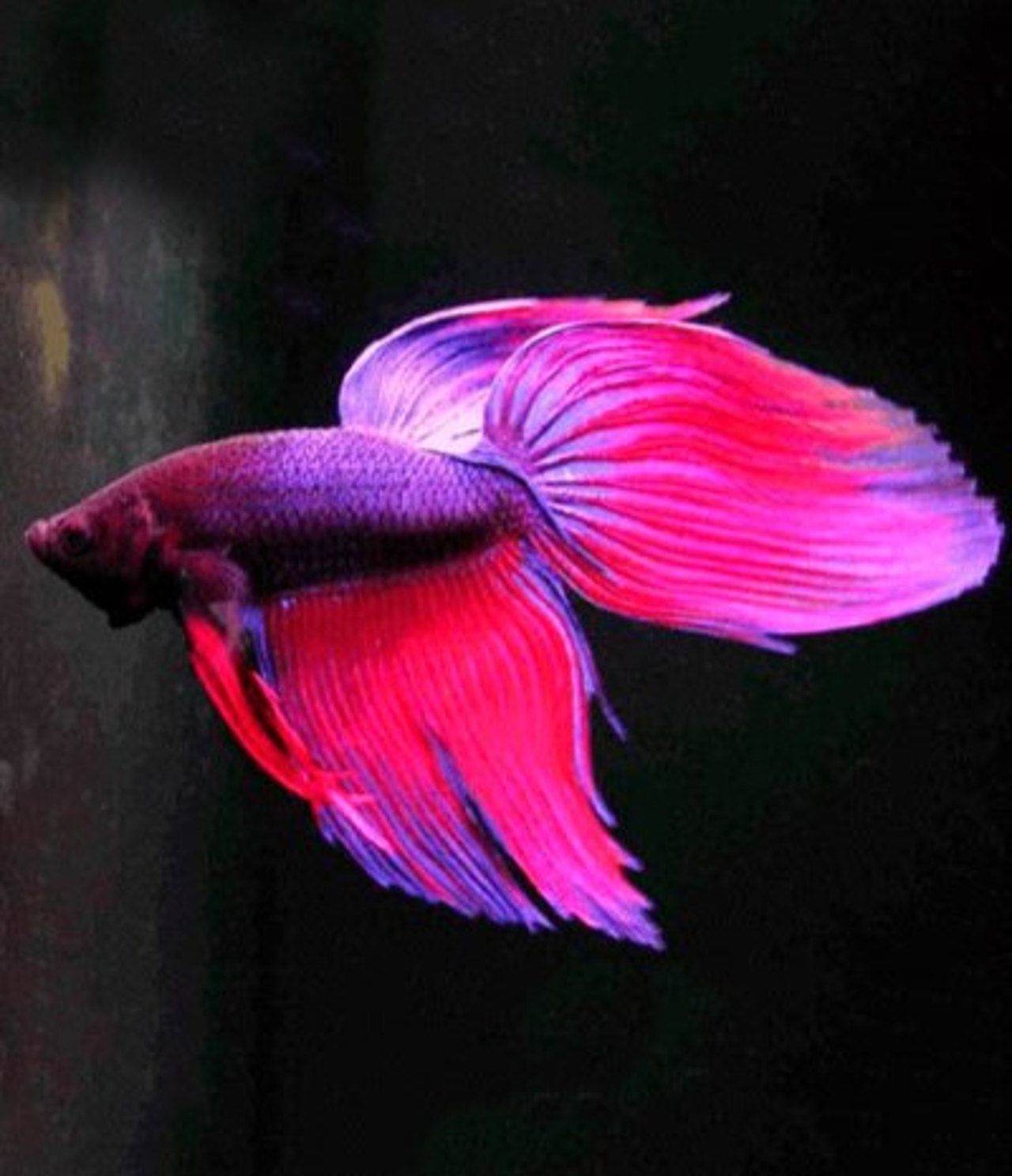Nemo