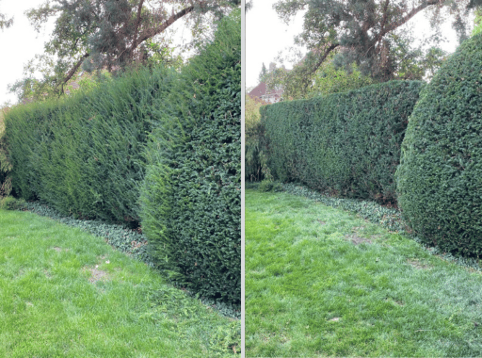 Hecke vorher und nachher