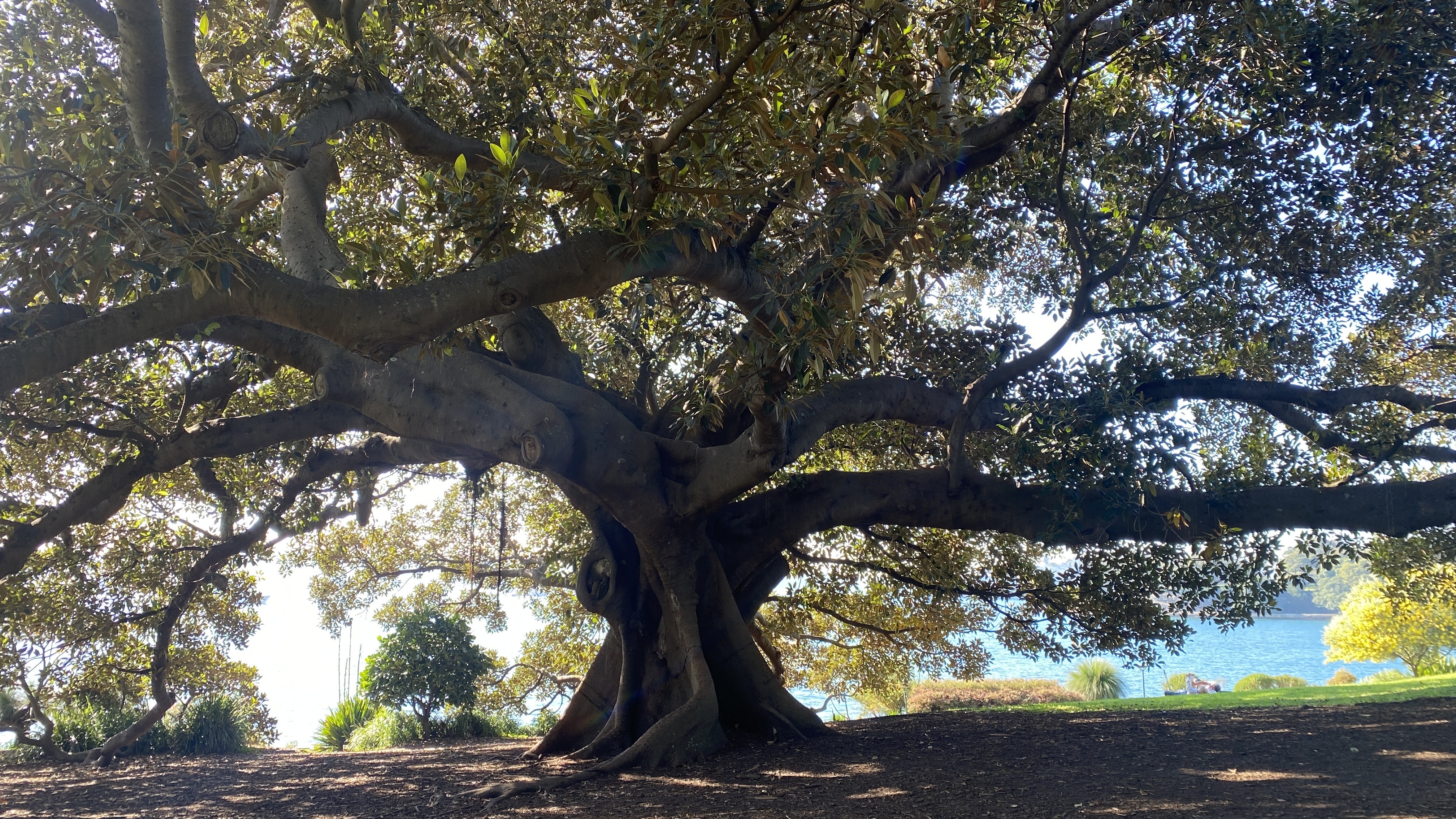 Alter Baum am Wasser