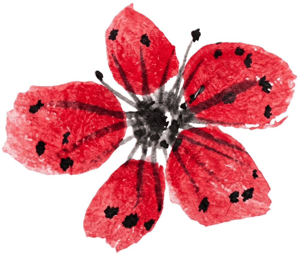 Rote Blüte mit fünf Blütenblättern und schwarzen Punkten im Aquarellstil auf schwarzem Hintergrund.