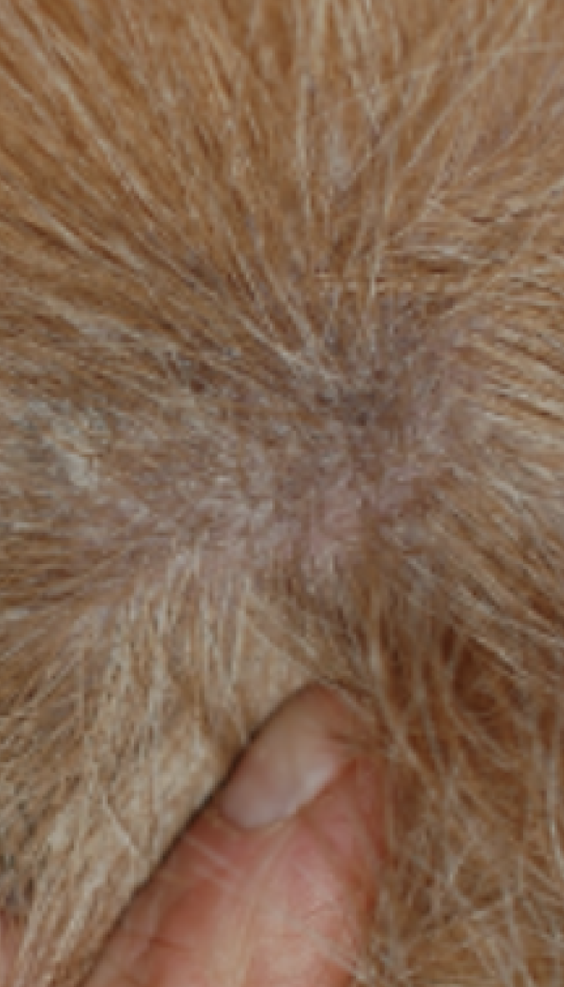 Fallbeispiel Hotspot situation nach AMAMUS Vet coldPlasma Behandlung