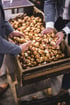 Zwei Personen in Anzügen halten Hände voll Blumenzwiebeln über einer großen Holzkiste voller Tulpenzwiebeln.