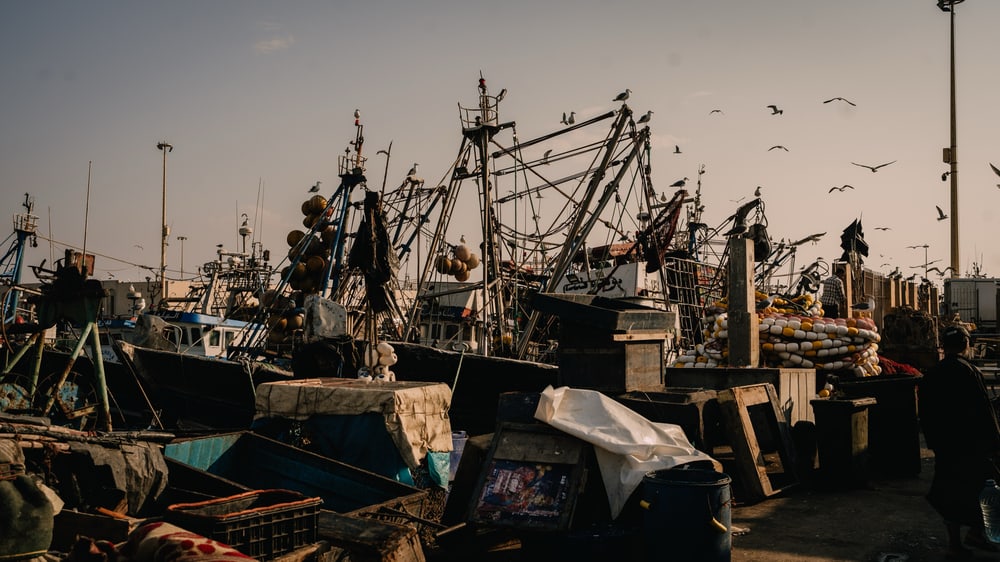 Fischerboote und Möwen im Hafen von Essaouira
