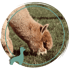 Ein braunes Alpaka grast auf einer grünen Wiese; links unten ist ein stilisiertes Alpaka-Symbol.