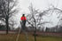 Person in orangefarbener Warnjacke auf einer Leiter beim Baumschnitt an einem blattlosen Obstbaum im Winter.