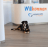 Unser Bürohund
