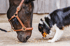 Pferd und Hund fressen Körner vom Boden, das Pferd trägt ein braunes Halfter mit schwarzem Teddybärenanhänger.