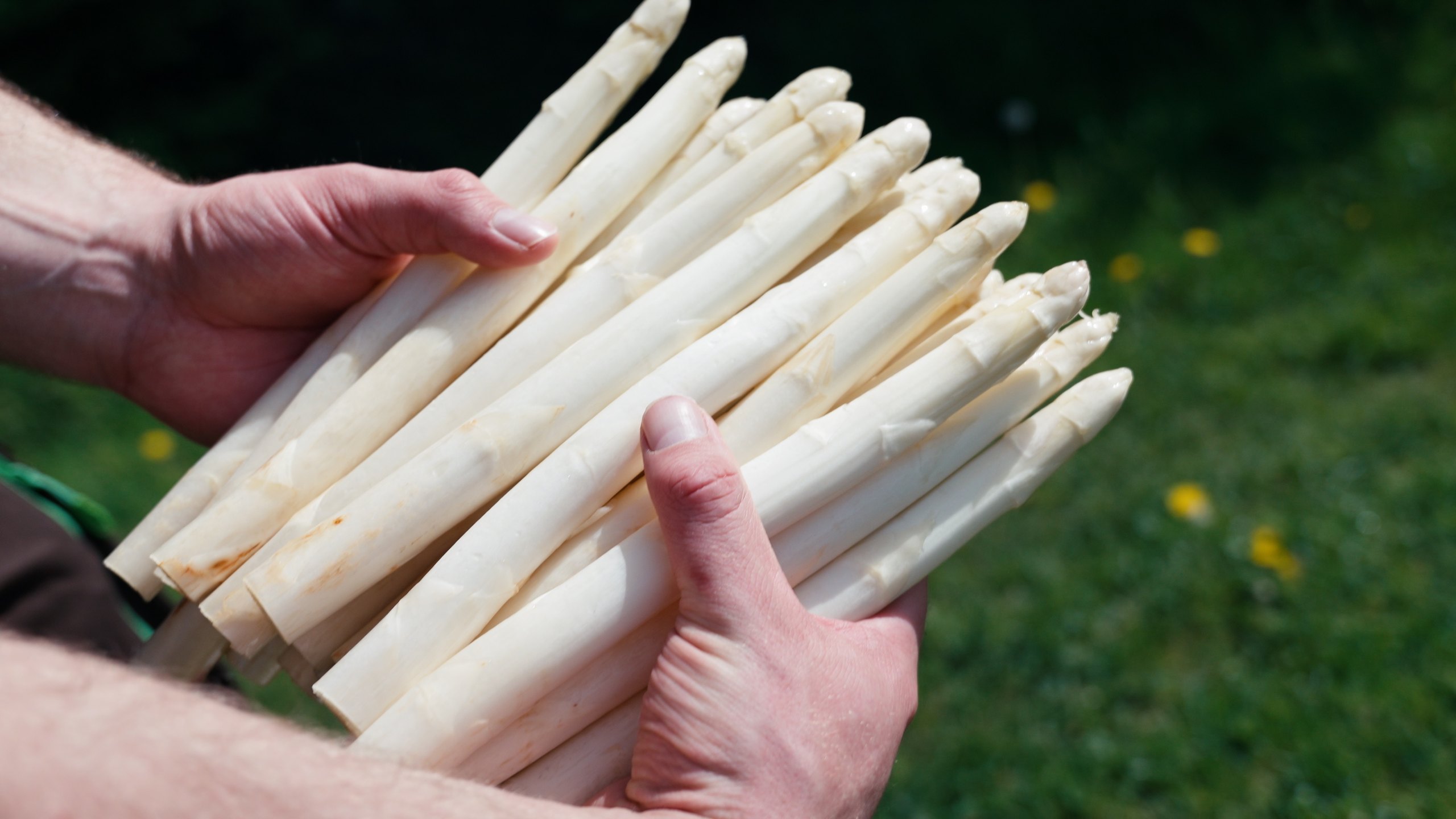 Spargelhof Richter - Über uns