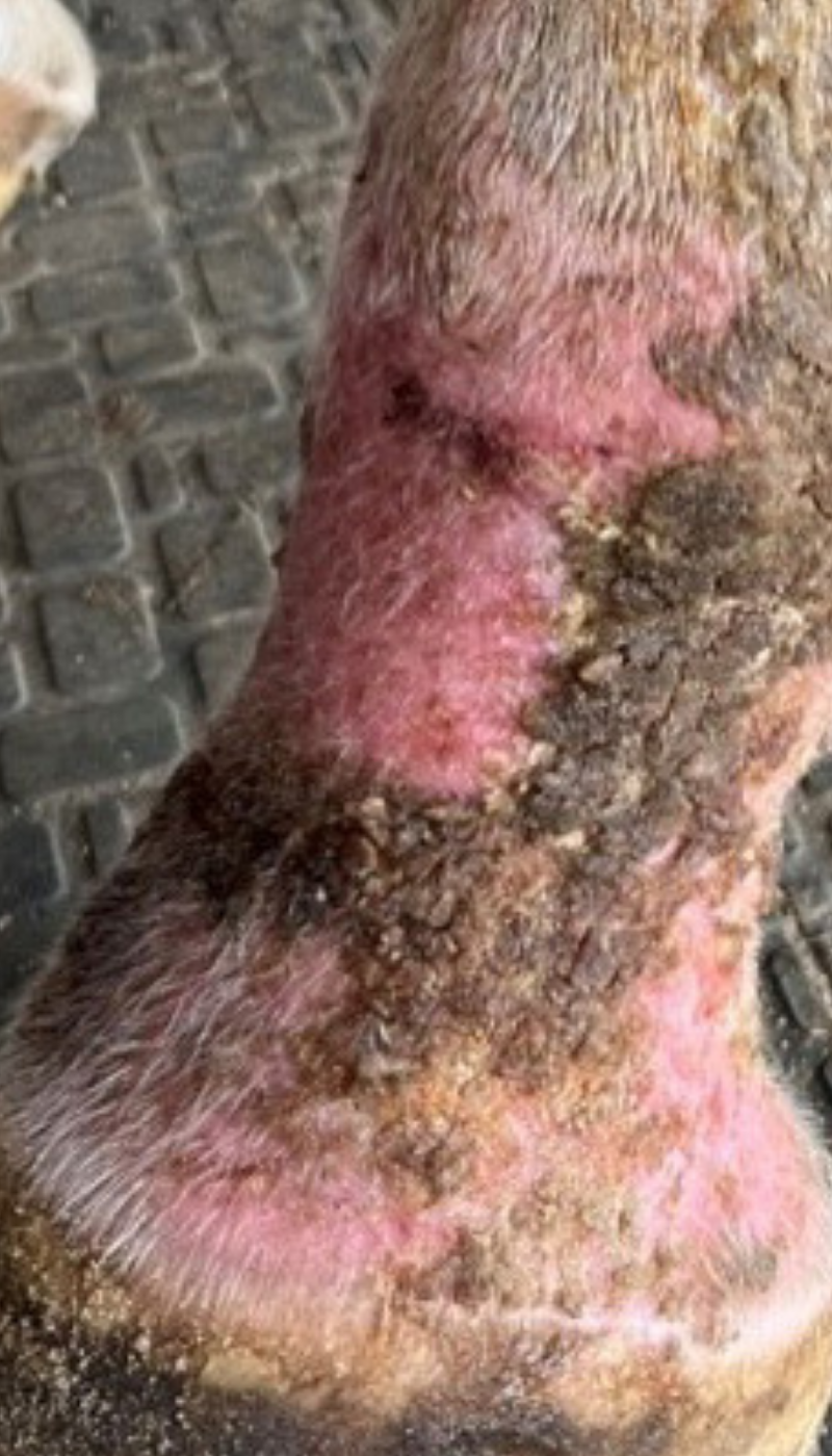 Fallbeispiel Mauke Pferd Ausgangssituation vor AMAMUS Vet coldPlasma Behandlung (2)