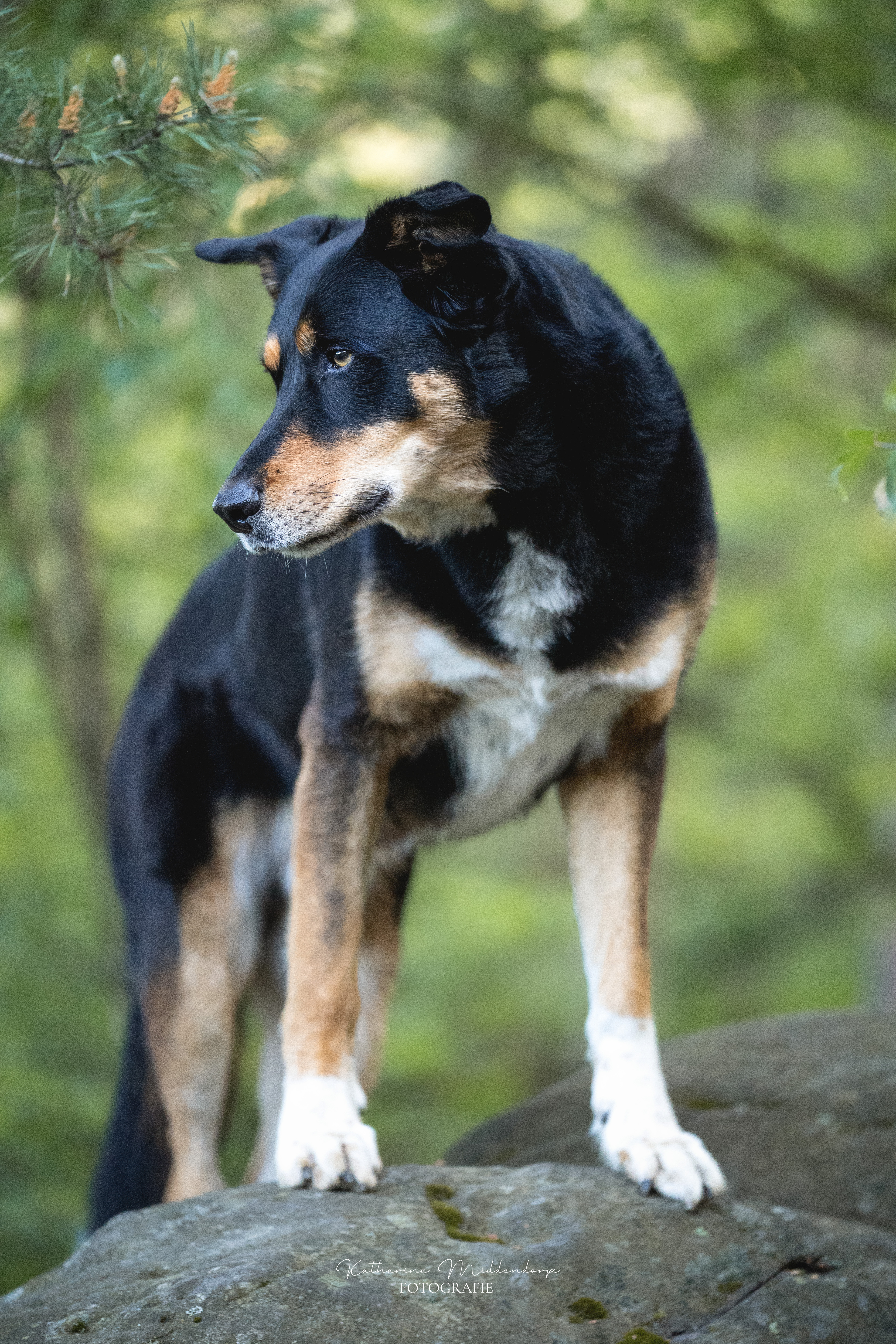 Hundefotografie von Katharina Middendorp