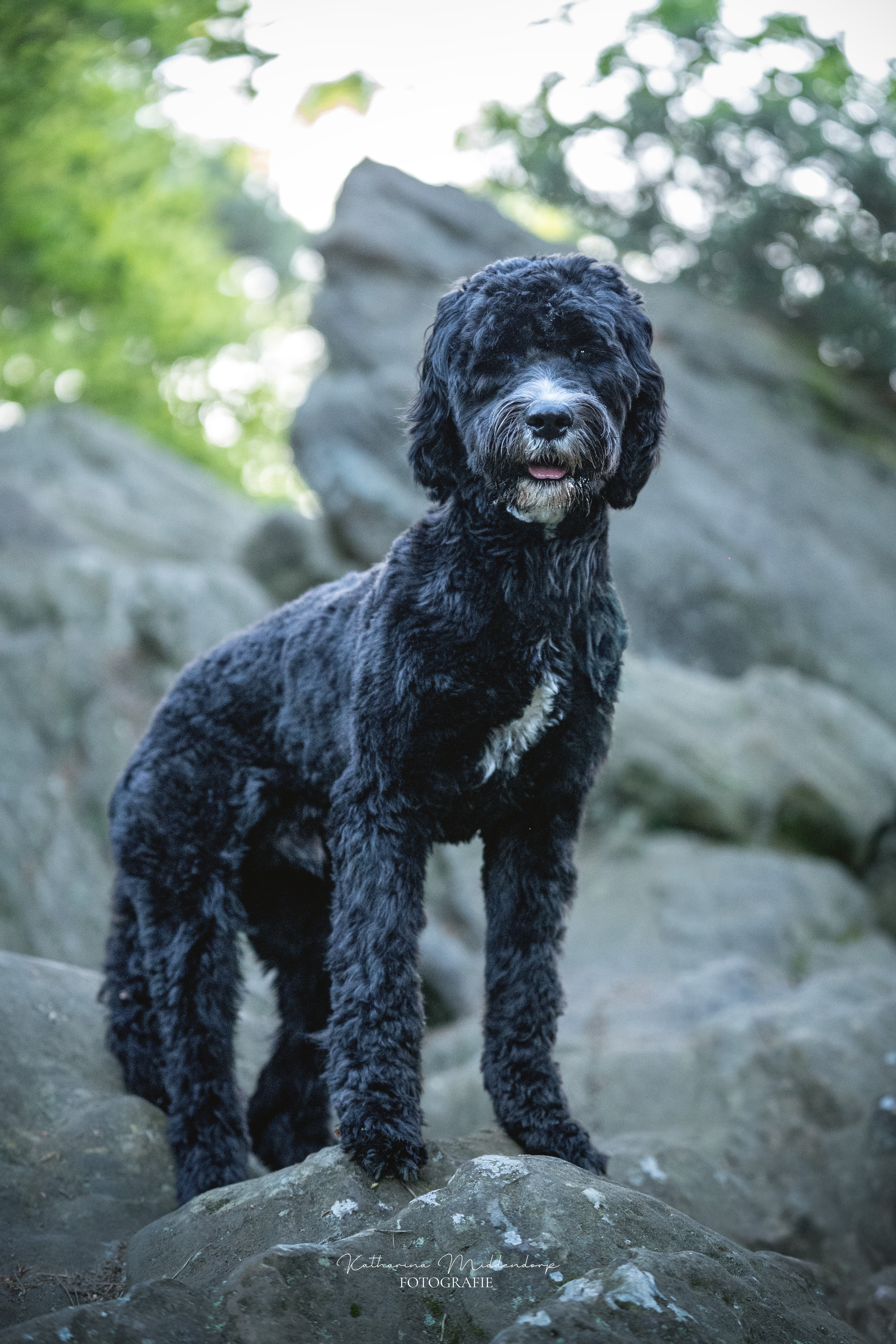 Hundefotografie von Katharina Middendorp