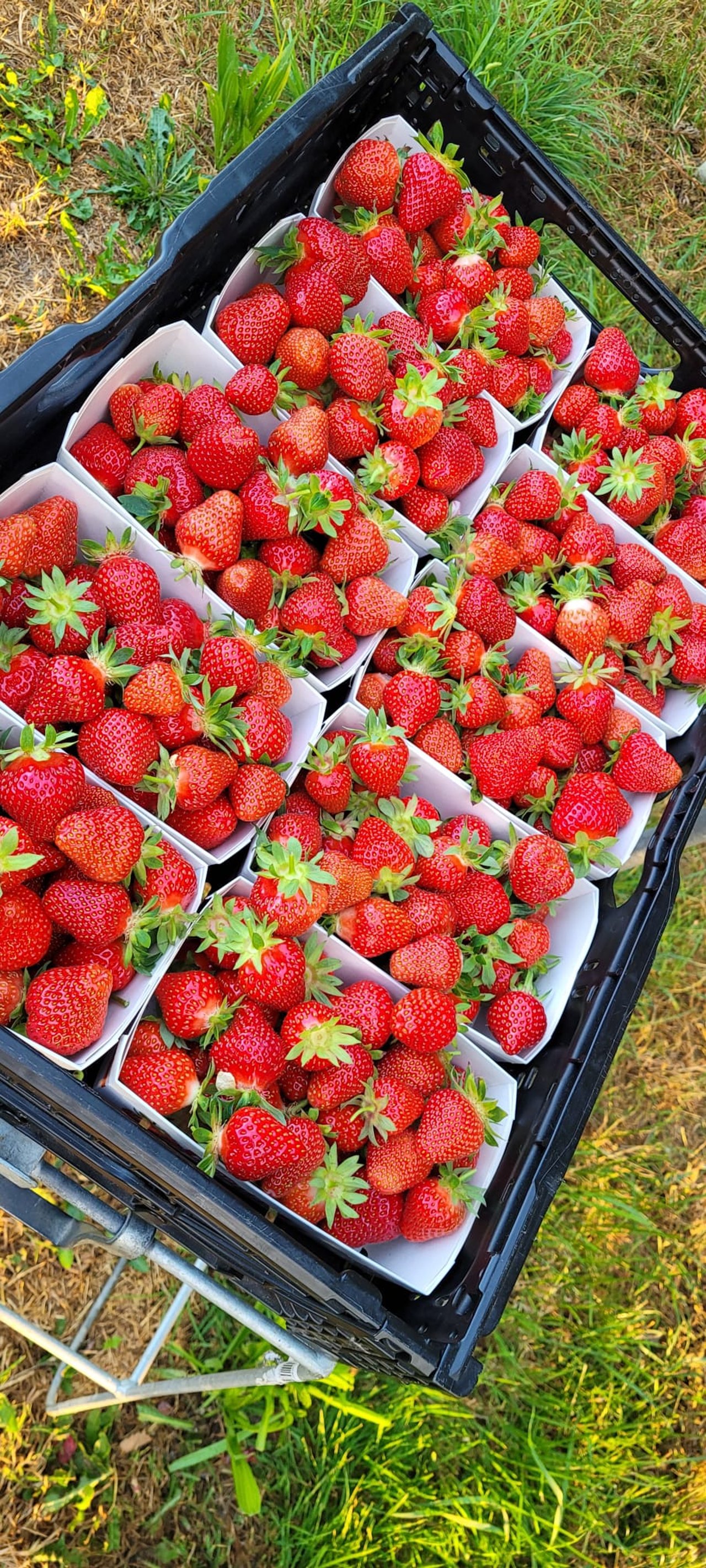 Frisch gepflückte Erdbeeren in Schalen