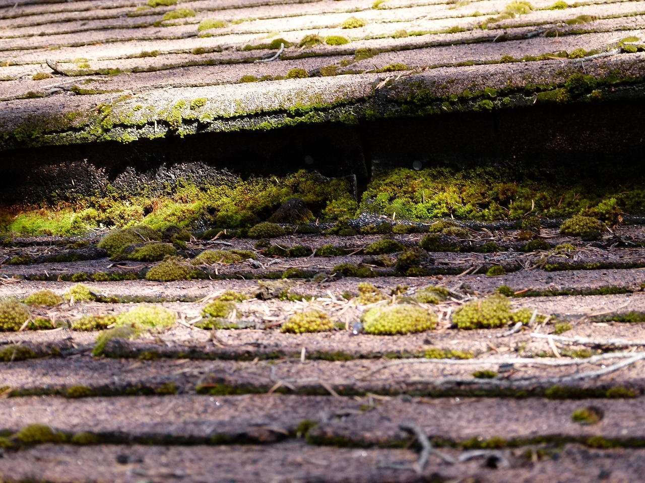 Weathered asphalt shingles with dark algae staining and moss growth, the kind of discoloration behind black streaks on a roof in Sherman, TX