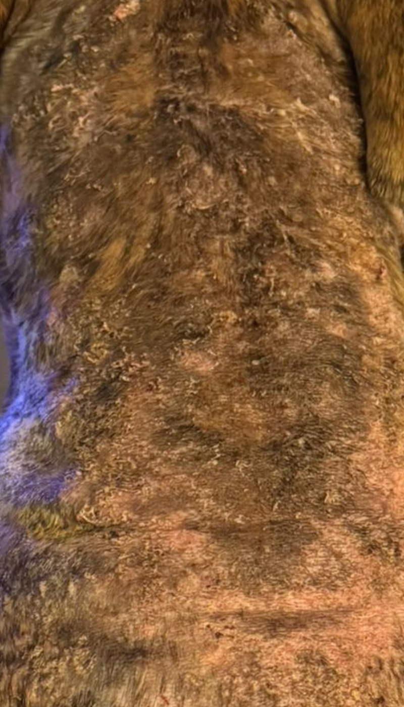 Fallbeispiel calcinosis cutis Hautentzündung Situation nach AMAMUS Vet coldPlasma Behandlung