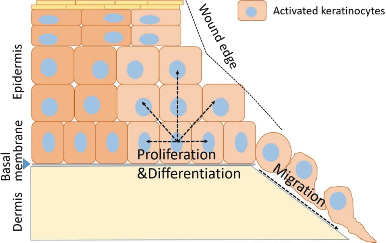 Schematische Illustration der drei Wundheilungsphasen