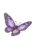 Zeichnungen eines violetten Schmetterlings.