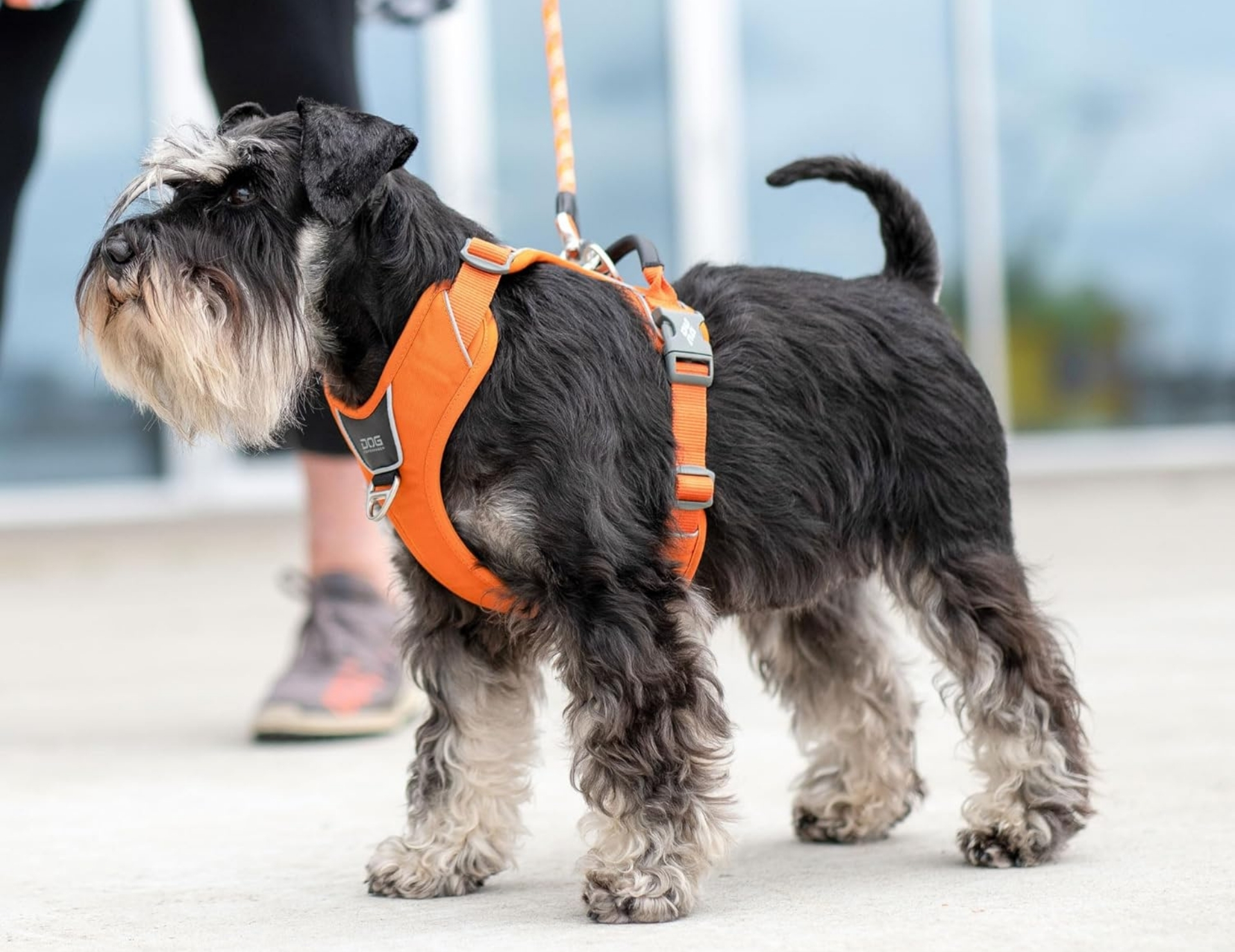 DOG Copenhagen Comfort Walk Pro – Bild 6