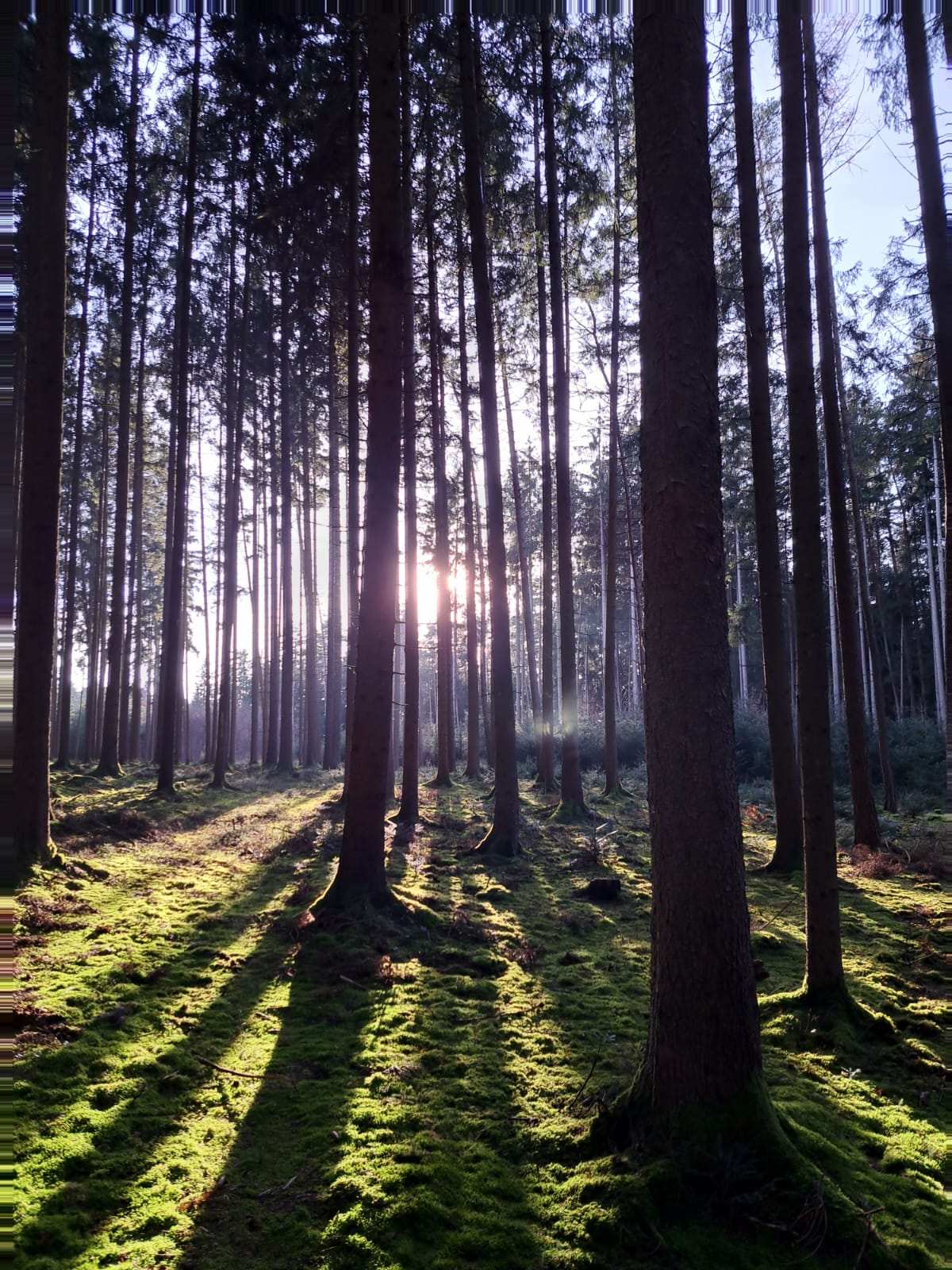 wald-morgenlicht.jpg