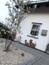 Blühender Strauch vor einer weißen Hauswand mit Fenster, Briefkasten und zwei dekorativen Metallkühen im Kiesgarten.