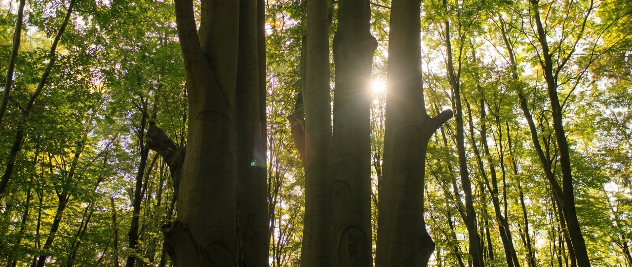 Mächtige Buchenstämme im sonnigen Laubwald bei Bad Wünnenberg