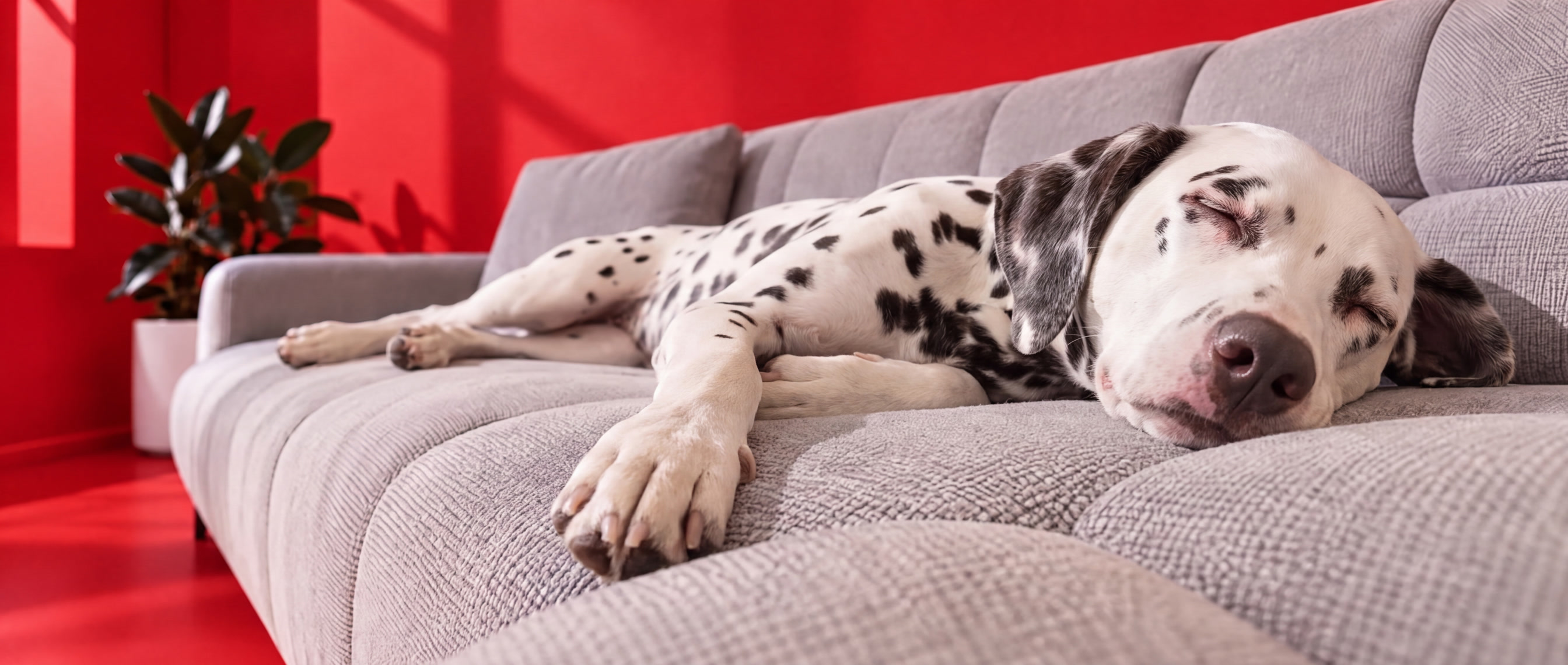 Dalmatiner schläft auf einem hellgrauen Polstersofa