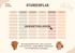 Stundenplan Beige