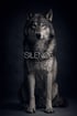 Grauer Wolf sitzt frontal vor sehr dunklem Studiohintergrund und wirkt still, ruhig und zurückgenommen. Typografisches Poster aus der Kollektion WILD WITHIN mit dem Wort „SILENCE.“