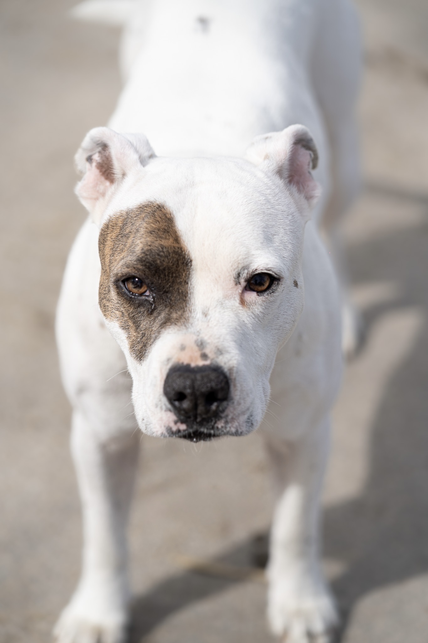 Hundefotografie von Katharina Middendorp